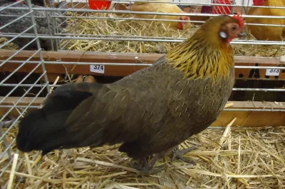 German bantam