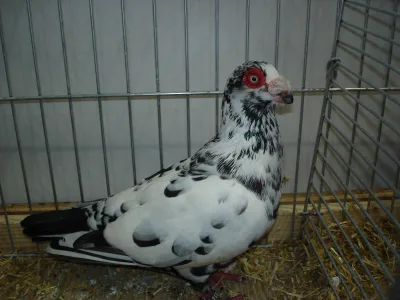 German Barb