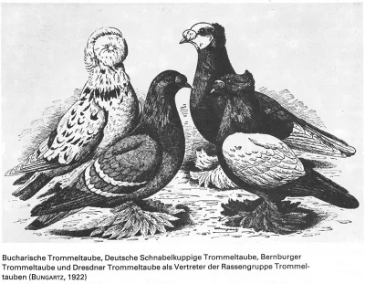 German Beak Crested Trumpeter