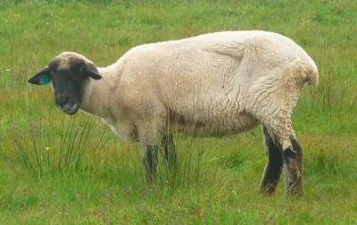 German blackheaded mutton