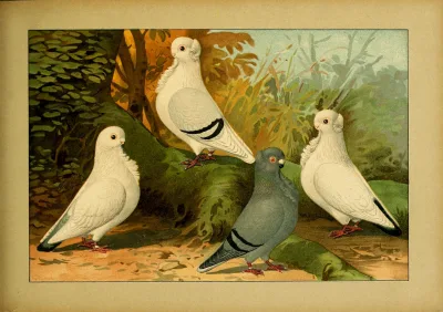 German Colourtail Owl
