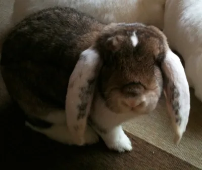 German Lop