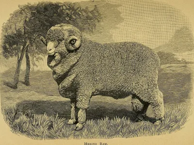 German Mutton Merino