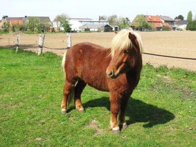 German Part-bred Shetland Pony