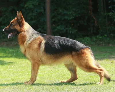 German Shepherd