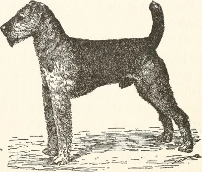 German Silky Pinscher