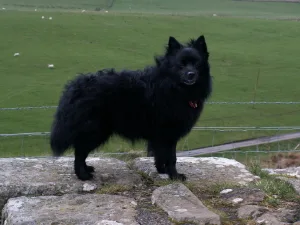 German Spitz Mittel