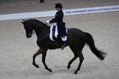 German Warmblood