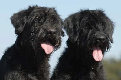 Giant Schnauzer
