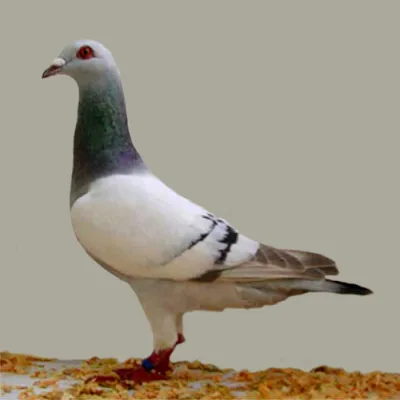 Gier