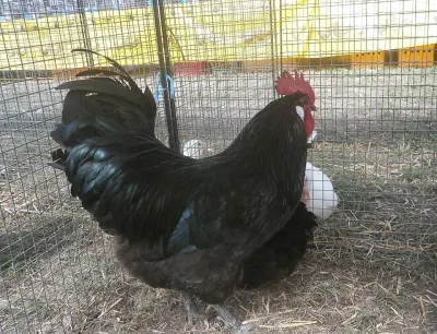 Gélines de Touraine