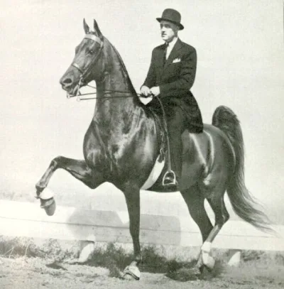 Golden American Saddlebred