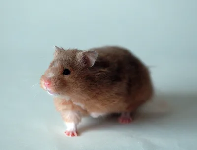 Golden hamster