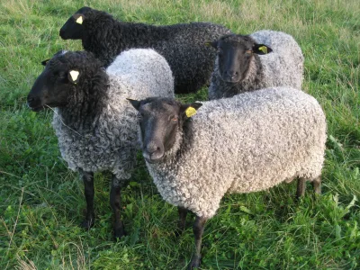 Gotland pelt sheep