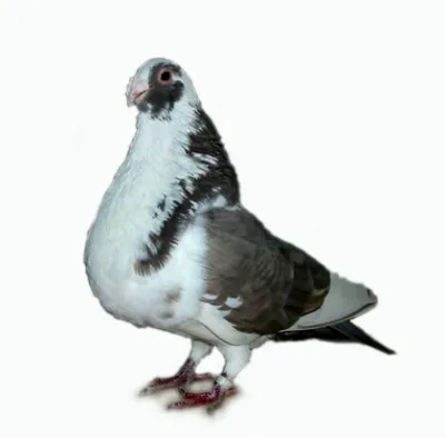 Granadino Pouter