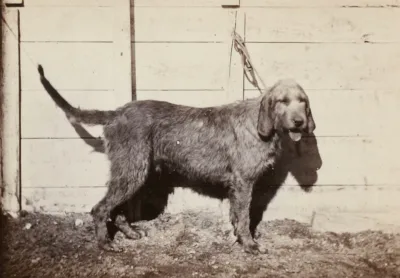 Grand Fauve de Bretagne