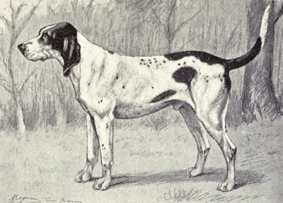 Grand Gascon Saintongeois