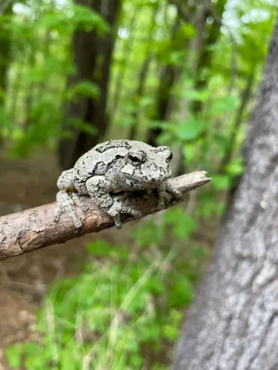 Gray treefrog