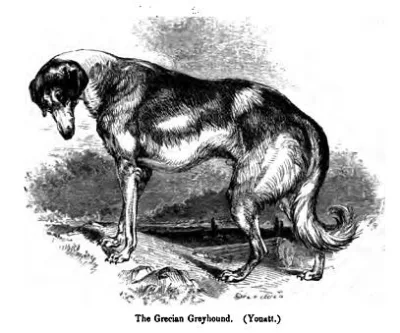 Grecian Greyhound