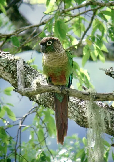 Green-cheeked parakeet