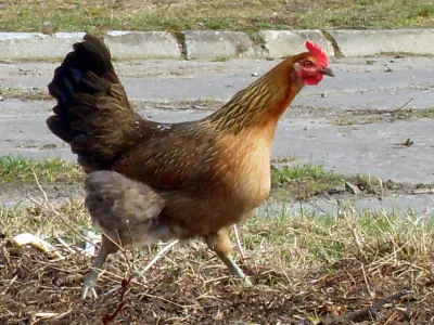 Green-legged Partridge