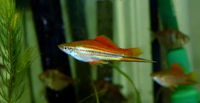 Green swordtail