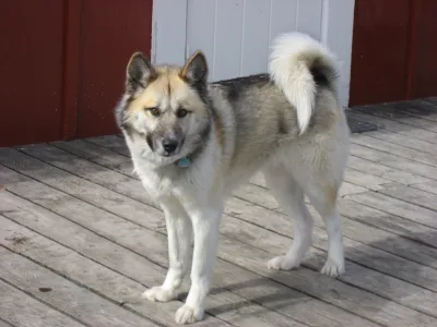 Greenland Dog