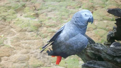 Grey parrot
