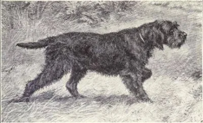 Griffon à poil laineux