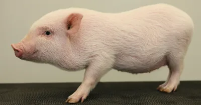 Göttingen minipig