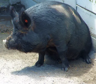 Guinea Hog