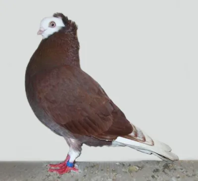 Gumbinnen White-Head Tumbler