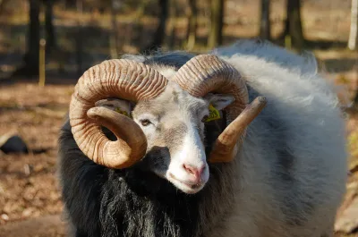 Gute sheep