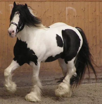 Gypsy Vanner horse