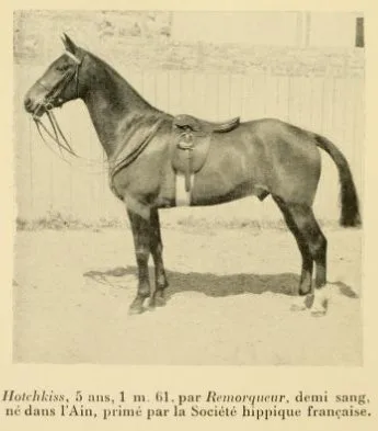 Half-bred horses of Dombes