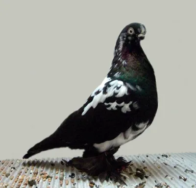 Hamburg Schimmel Tumbler