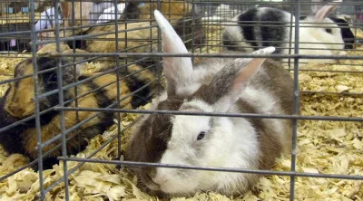 Harlequin rabbit
