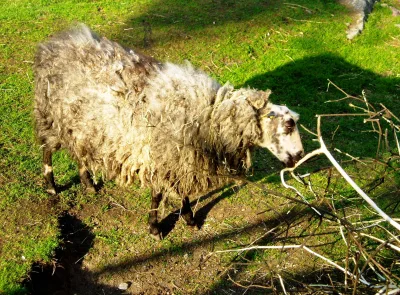Helsinge sheep