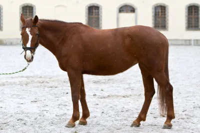 Hessisches Warmblut