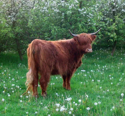 Highland cattle