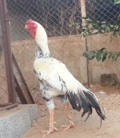 Hijazi chicken