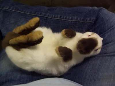 Himalayan rabbit
