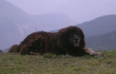 Himalayan Sheepdog