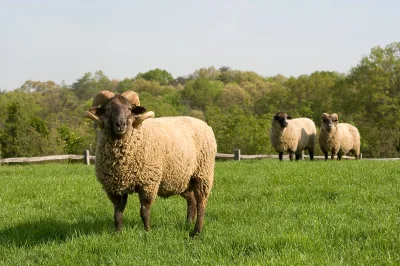 Hog Island sheep