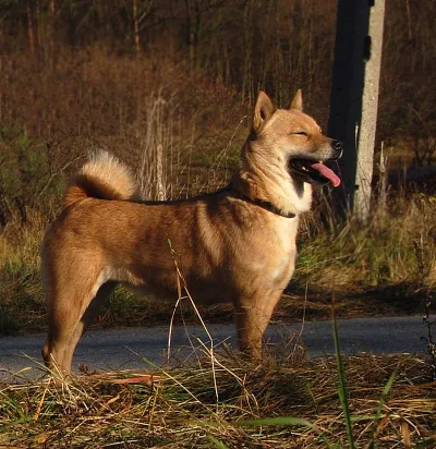 Hokkaido inu