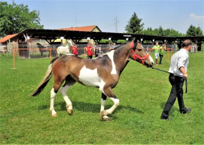 Hrvatski toplokrvnjak