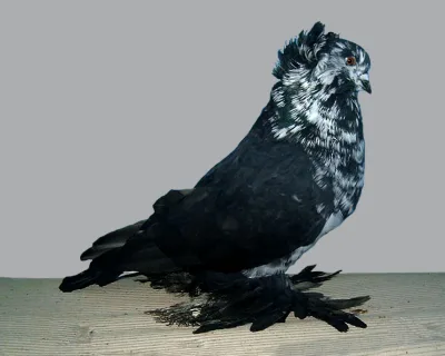 Hungarian Giant Pigeon