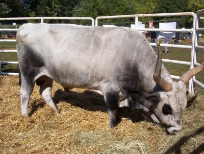 Hungarian Gray cattle