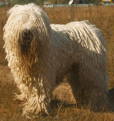 Hungarian sheepdog