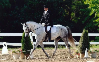 Hungarian Sport Horse